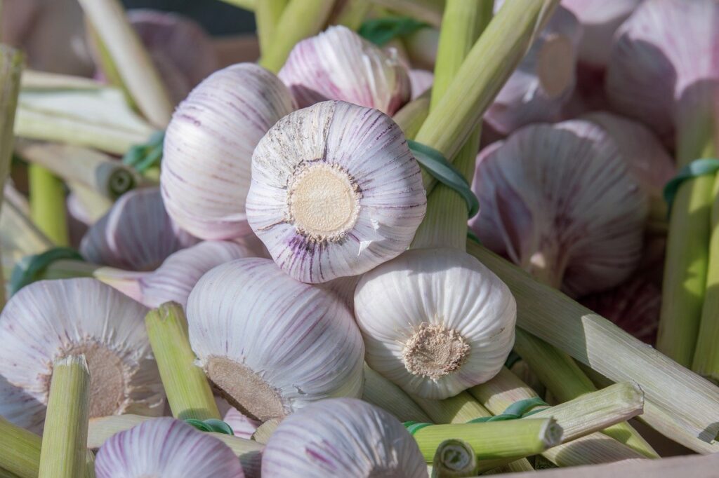 garlic, food, ingredient-8041520.jpg