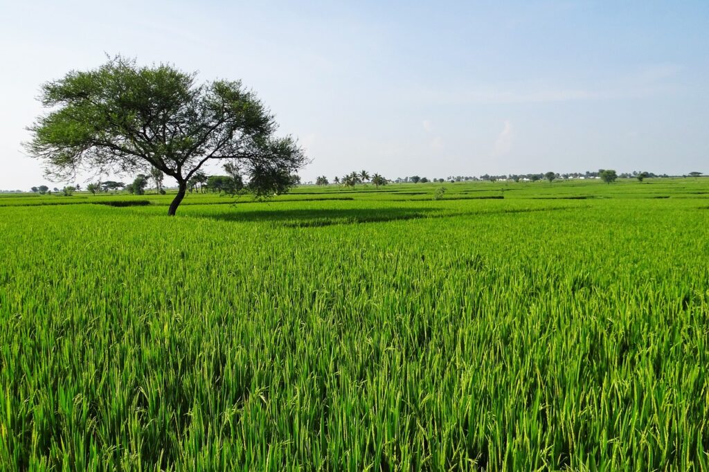 rice fields, gangavati, karnataka-204139.jpg